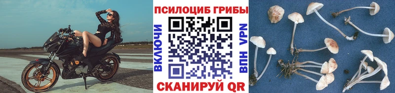 Галлюциногенные грибы Magic Shrooms  мега зеркало  Новоалександровск 